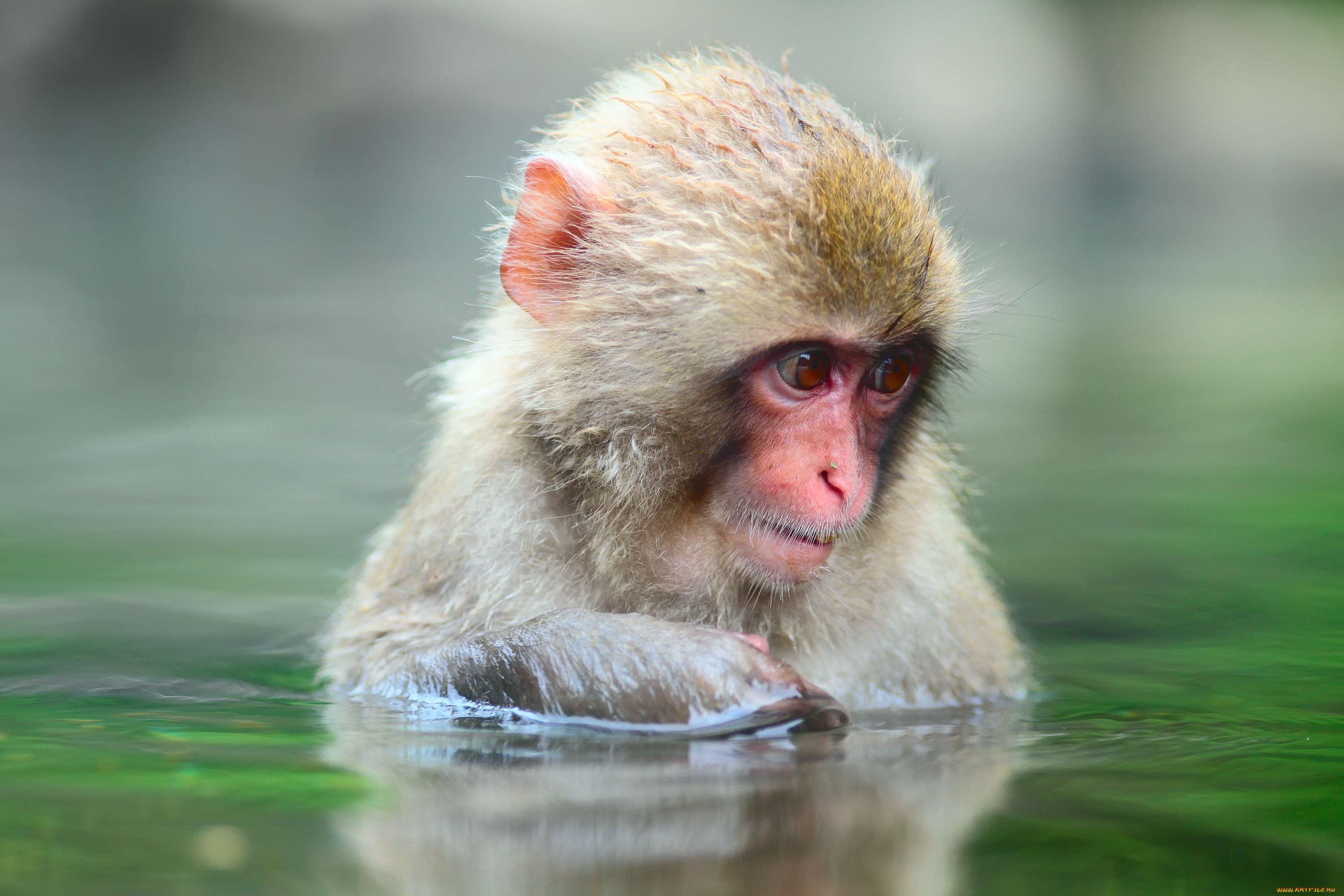 , , snow, monkey, , , 